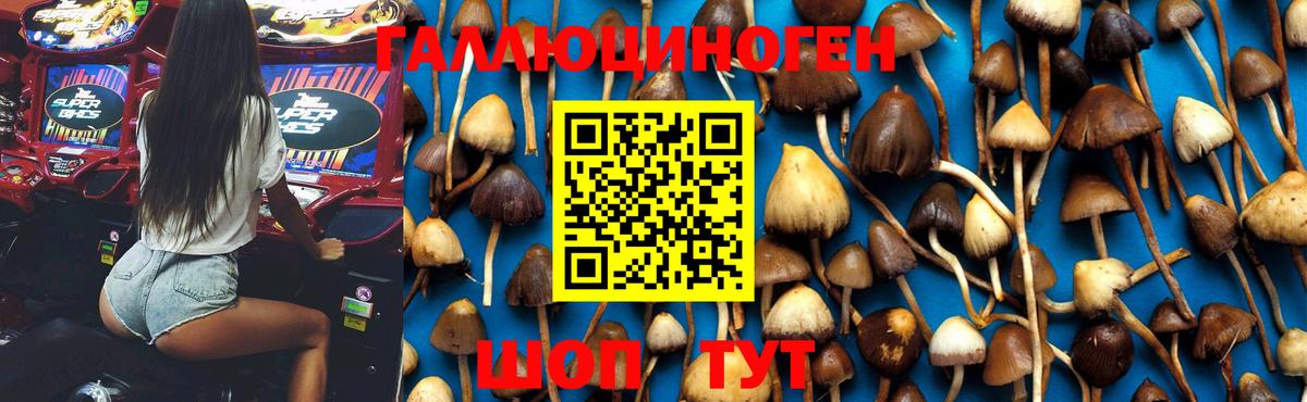 Курск  Галлюциногенные грибы GOLDEN TEACHER  Вход с VPN 